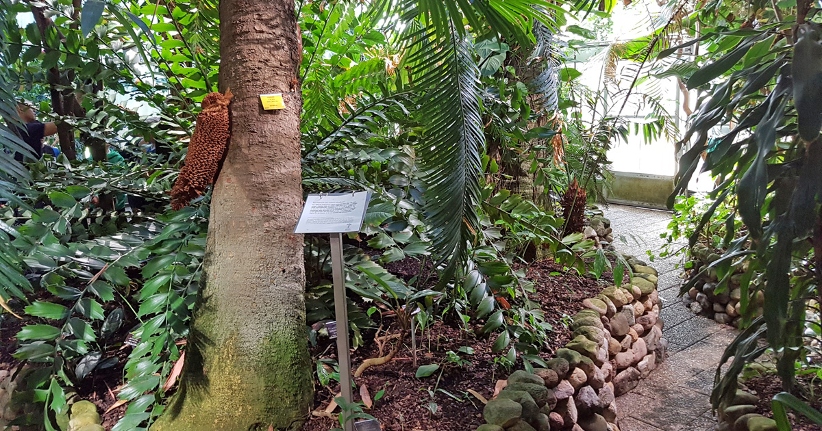 Palmhuset i växthusen i botaniska trädgården i Lund