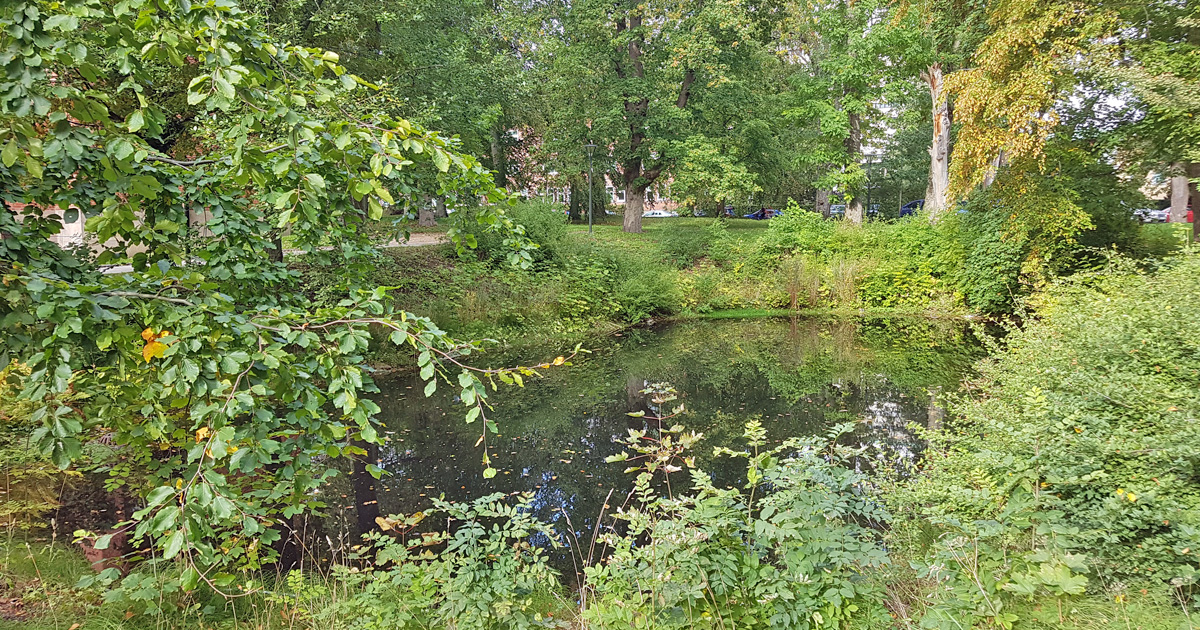 Den enda återstående av dammarna hos det medeltida Allhelgonaklostret i Lund