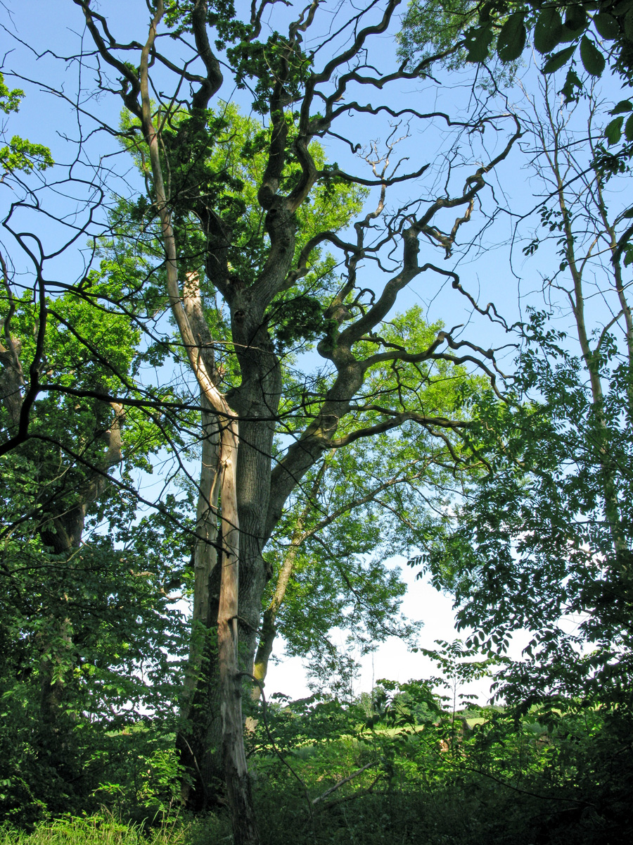 Dött träd i Dalby söderskog