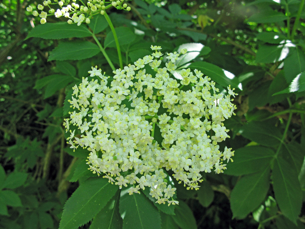 Vacker blomma i Dalby söderskog