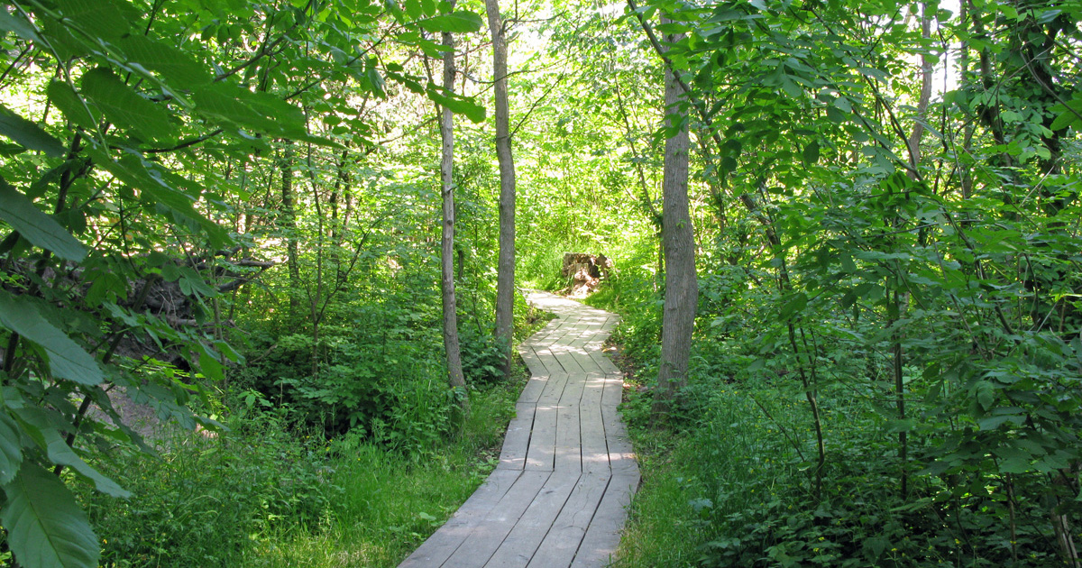 Lummig skog i Dalby Söderskog